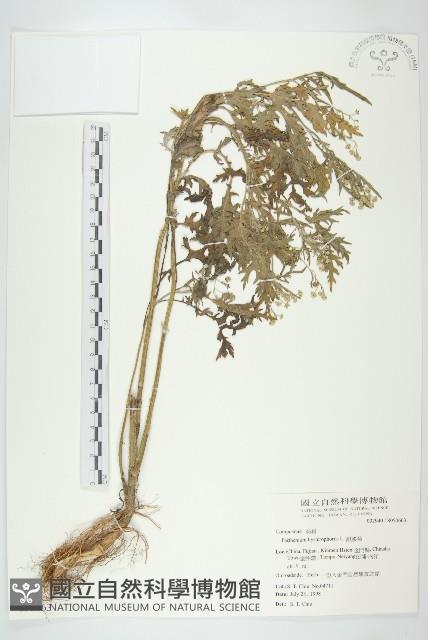 銀膠菊藏品圖，第1張