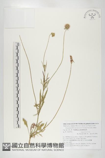 Accession Number:S130663 Collection Image, Figure 1, Total 2 Figures