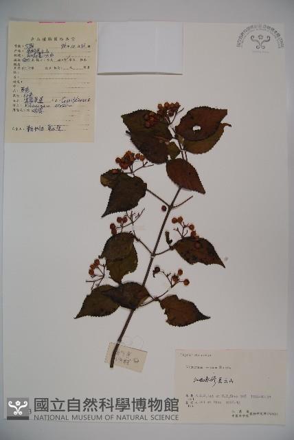 松田氏莢迷、宜昌莢迷藏品圖，第1張