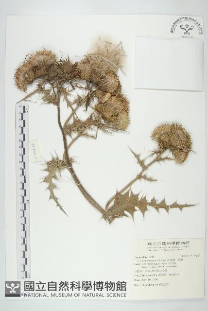 白花小薊藏品圖，第1張