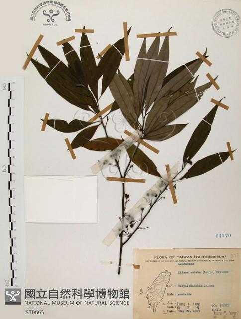 山胡椒藏品圖，第1張