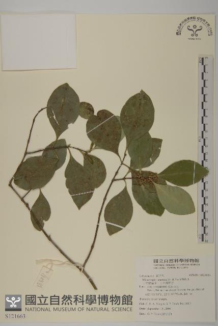 日本賽衛矛、日本假衛矛藏品圖，第1張