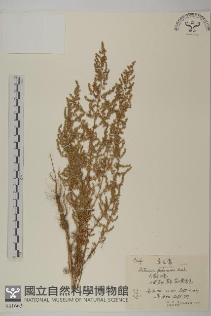 柔毛蒿藏品圖，第1張