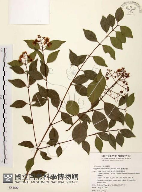 臺灣赤楠藏品圖，第1張