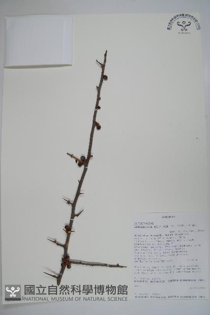 登錄號:S093663藏品圖，第1張