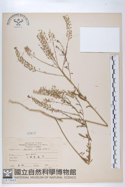 獨行菜藏品圖，第1張