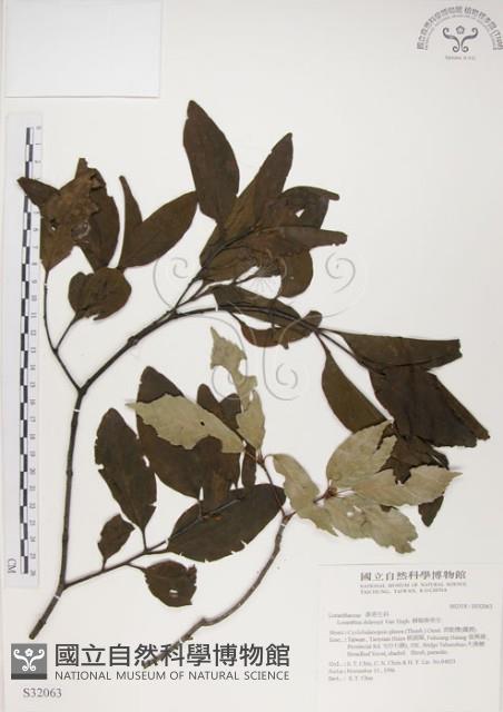 椆樹桑寄生, 大葉榿寄生藏品圖，第1張