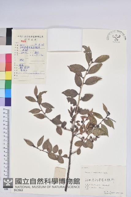 米飯花藏品圖，第1張