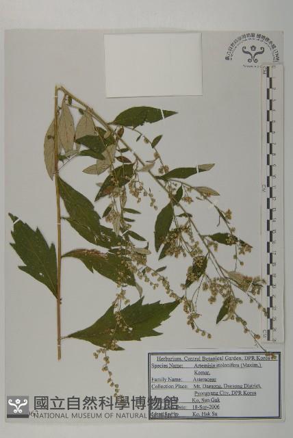 寬葉山蒿藏品圖，第1張