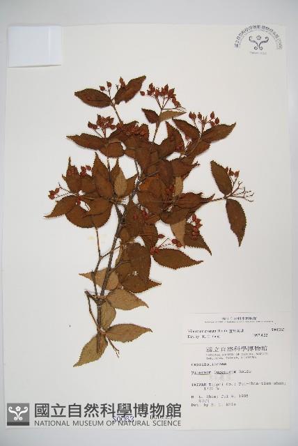 松田氏莢迷、宜昌莢迷藏品圖，第1張