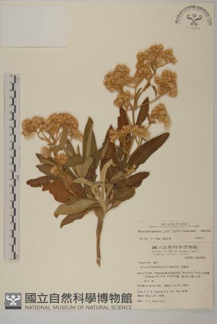 艾納香藏品圖，第1張