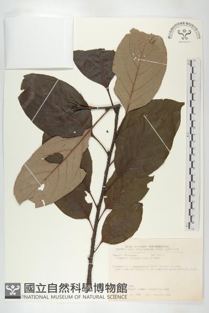 山柿, 山豆柿藏品圖，第1張