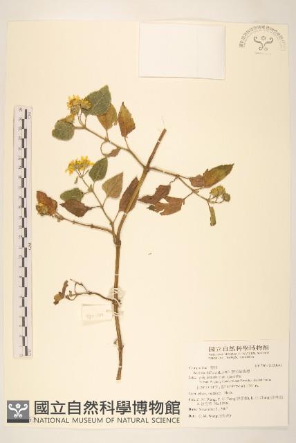 雙花蟛蜞菊藏品圖，第1張