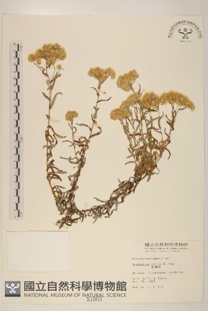 鼠麴草藏品圖，第1張