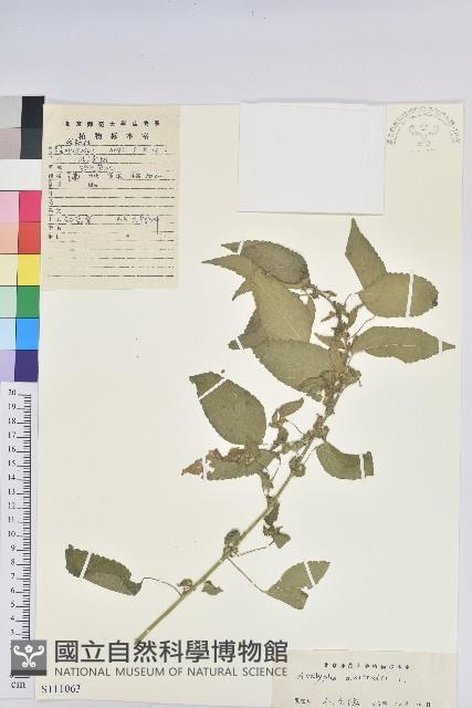 鐵莧菜藏品圖，第1張