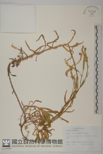 瞿麥藏品圖，第1張