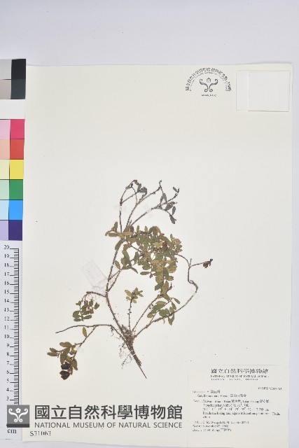 高山白珠樹藏品圖，第1張