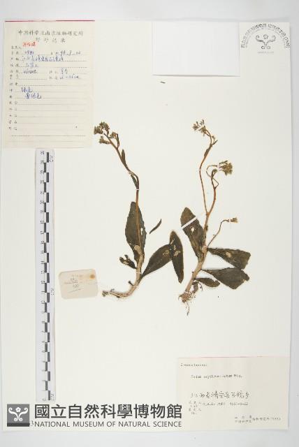 景天藏品圖，第1張