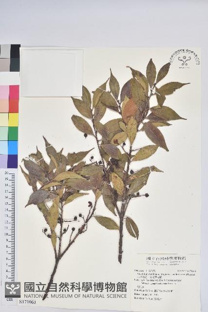 珍珠花、長尾葉越橘藏品圖，第1張