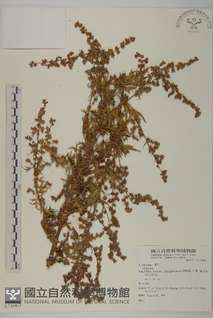 登錄號:S074063藏品圖，第1張