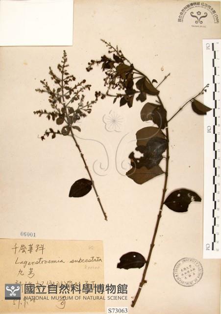 九芎藏品圖，第1張