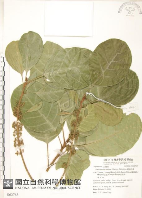 蘭嶼山欖, 大葉樹青藏品圖，第1張