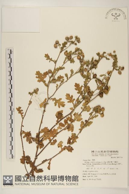 線球菊、田基黃藏品圖，第1張