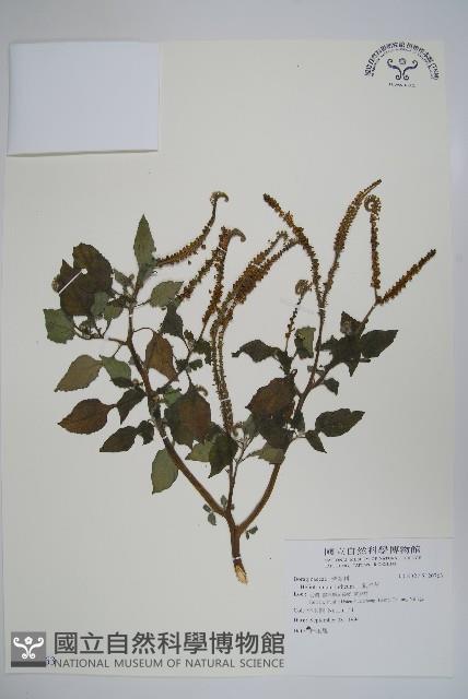 狗尾草藏品圖，第1張