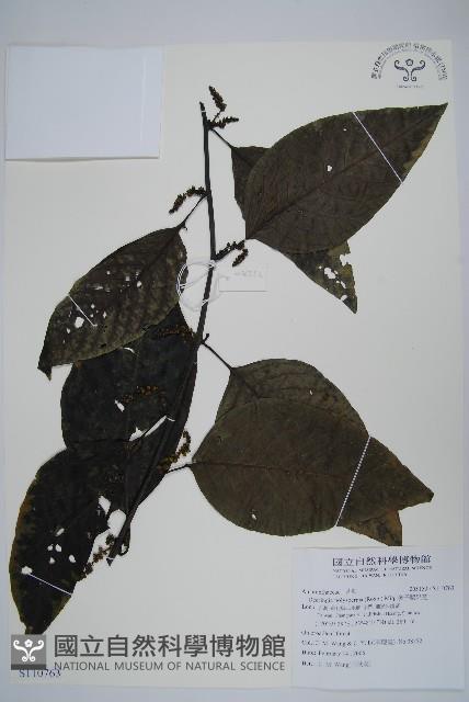 多子漿果莧藏品圖，第1張