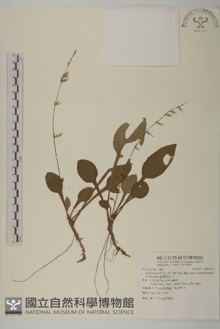 臺灣鬼督郵藏品圖，第1張