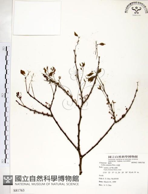 朴樹藏品圖，第1張