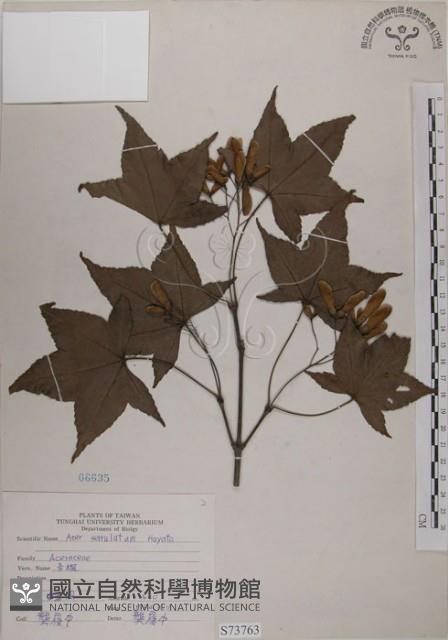 青楓藏品圖，第1張