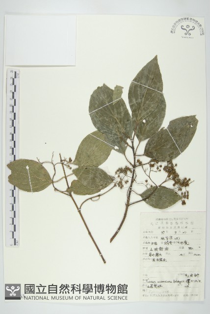 光皮樹藏品圖，第1張