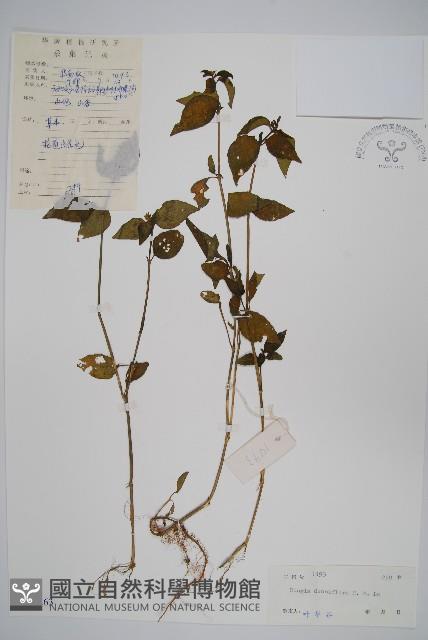 登錄號:S042263藏品圖，第1張