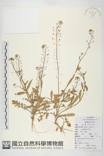 薺藏品圖，第1張