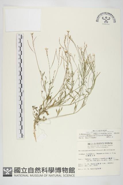 玉山筷子芥藏品圖，第1張