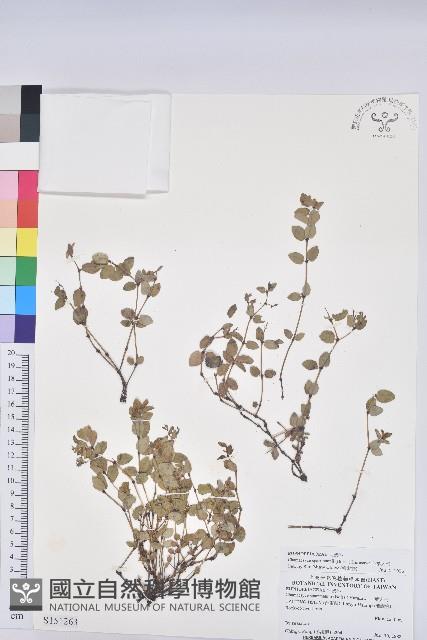 心葉大戟藏品圖，第1張