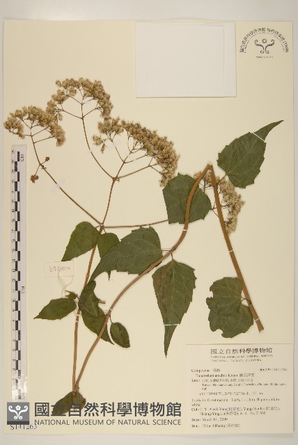 腺葉澤蘭藏品圖，第1張