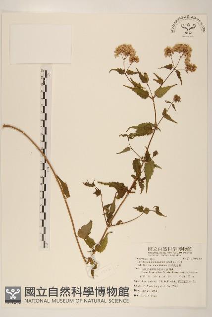 田代氏澤蘭藏品圖，第1張