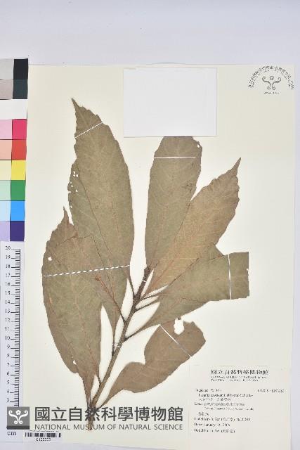 大葉石櫟、大葉校栗藏品圖，第1張