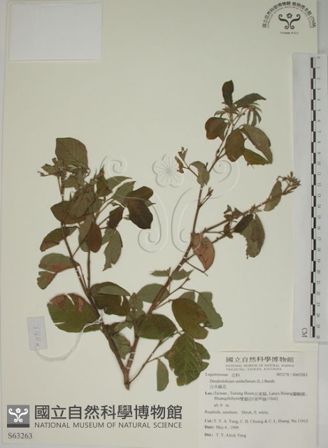 白木蘇花藏品圖，第1張