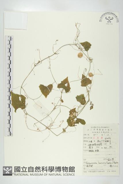 合子草藏品圖，第1張