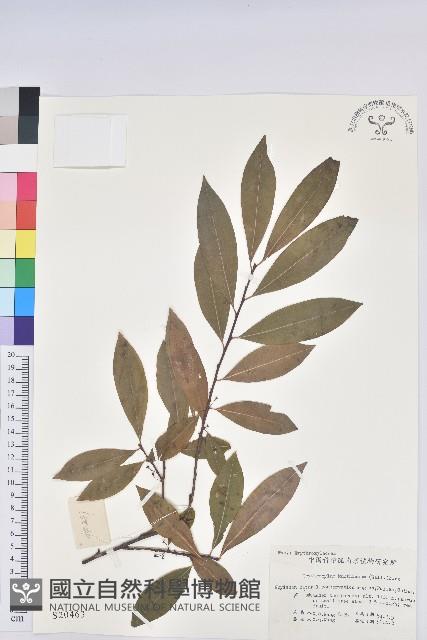 東方古柯藏品圖，第1張