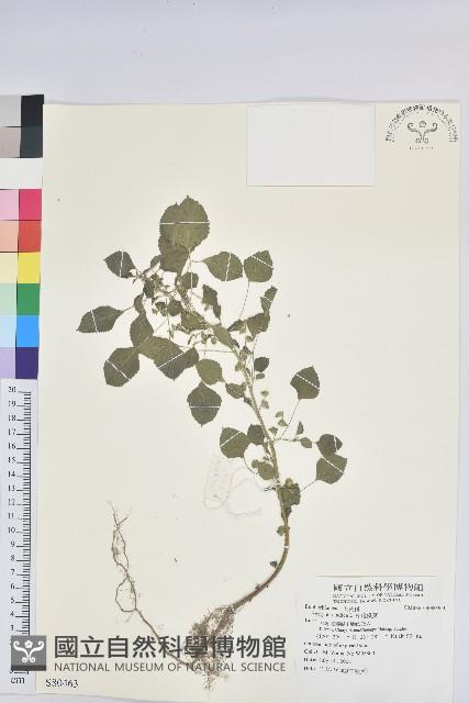 印度鐵莧藏品圖，第1張