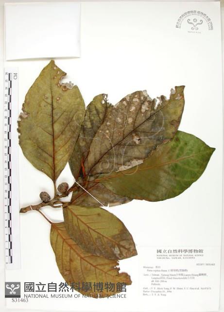 大冇榕、稜果榕藏品圖，第1張