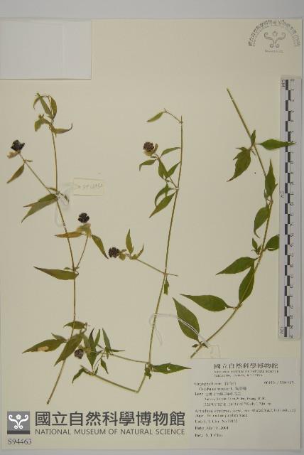 狗筋蔓藏品圖，第1張