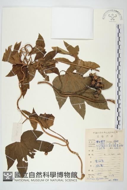 掌葉牽牛藏品圖，第1張