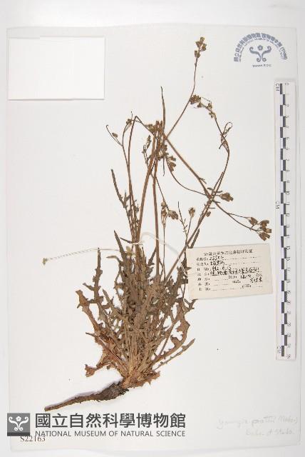 川西黃鵪菜藏品圖，第1張