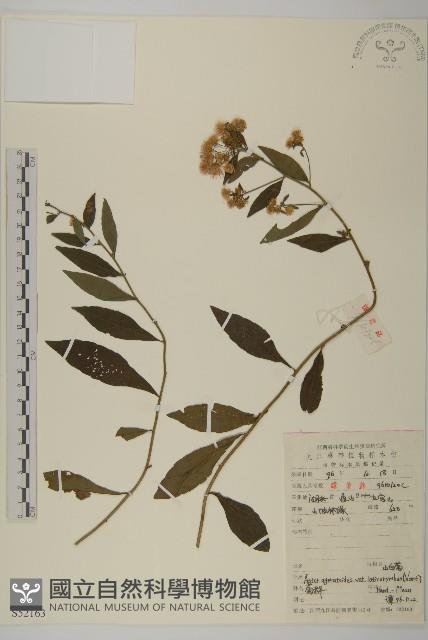 寬傘三褶葉紫菀藏品圖，第1張