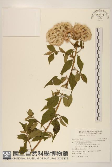 小舌菊、蔓綿菜藏品圖，第1張